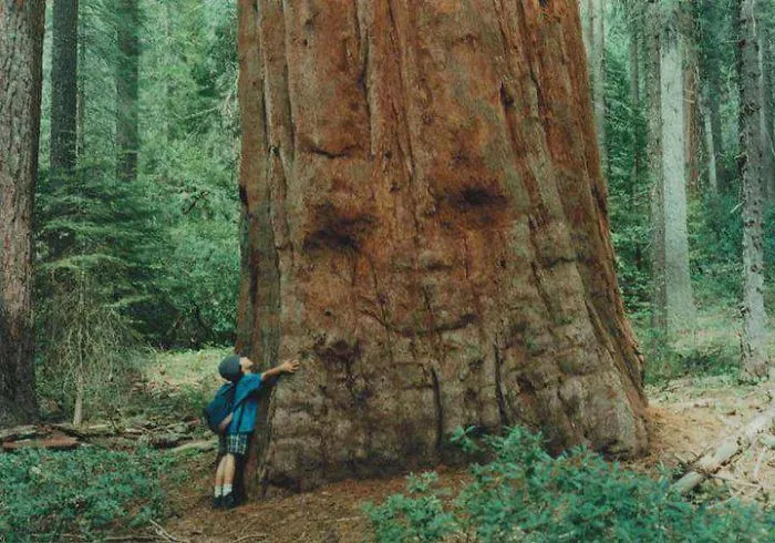 Mr. Big Ass Tree Welcomes A Child's Big Ass Hug