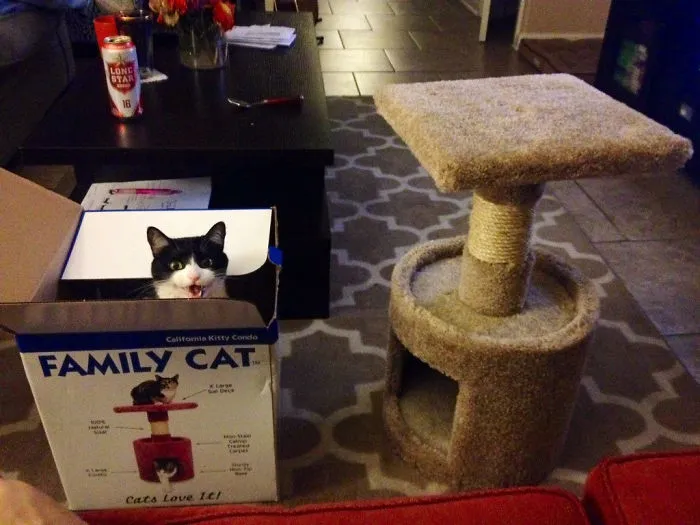 My Cat Being A Jerk, Then Laughing At Me