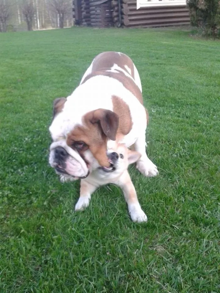 Lets Buy A New Puppy They Said, You Will Like Him They Said