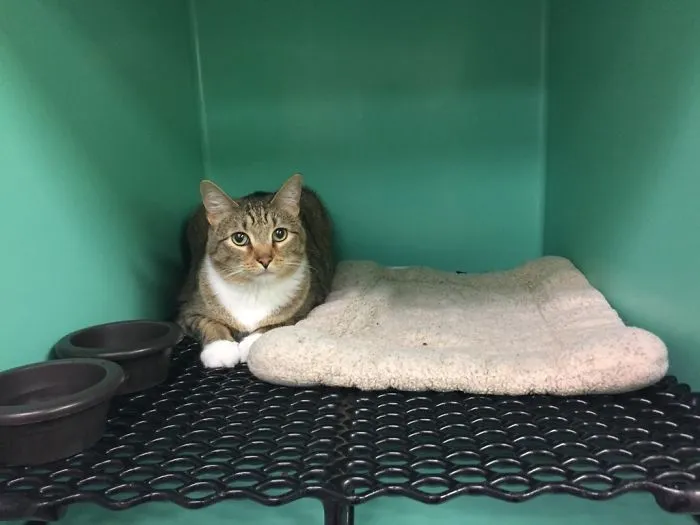 We Paid Extra So He Could Have The Bed While Staying At The Kennel