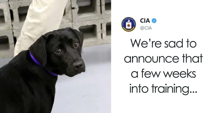 Lulu Gets Fired From CIA Because She Would Rather Play Than Sniff Bombs