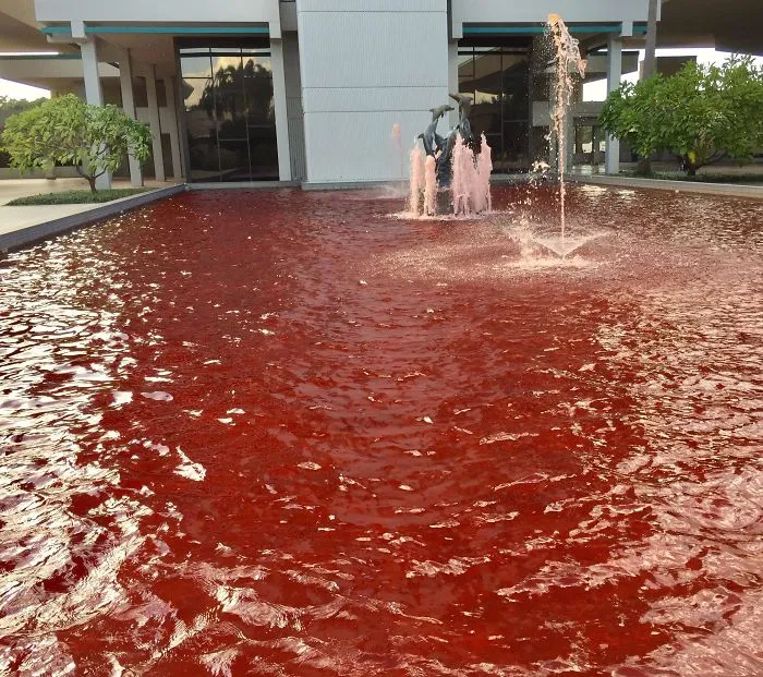 Querían poner la fuente rosa por el día del cáncer de mama, pero no les salió bien