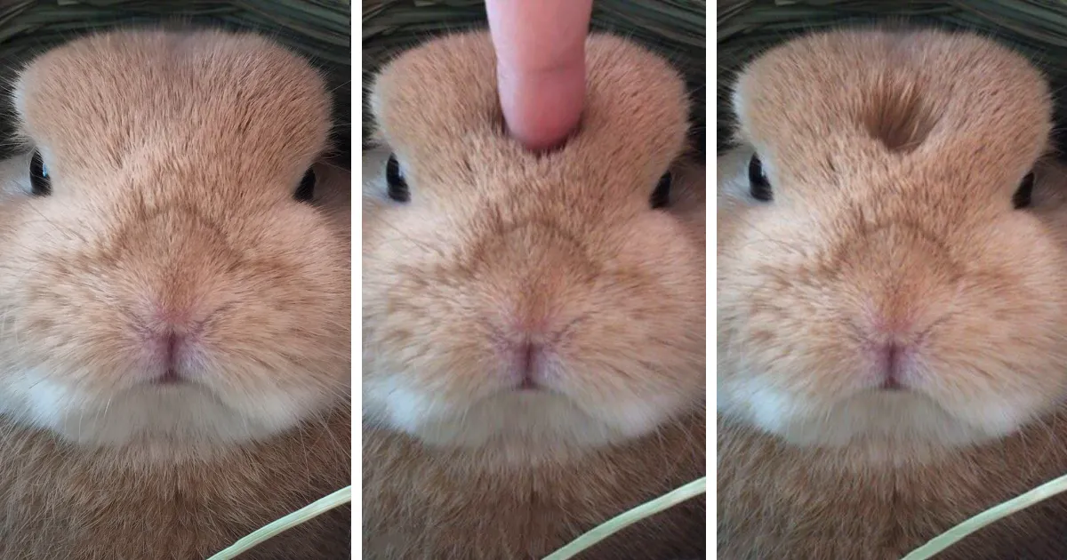 20 Conejos tremendamente adorables