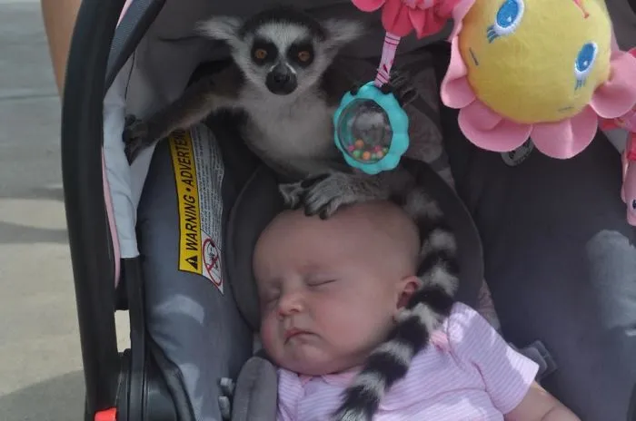 My Friend Had Her Daughters At A Zoo When She Heard, "Ma'am, There's A Lemur On Your Baby."