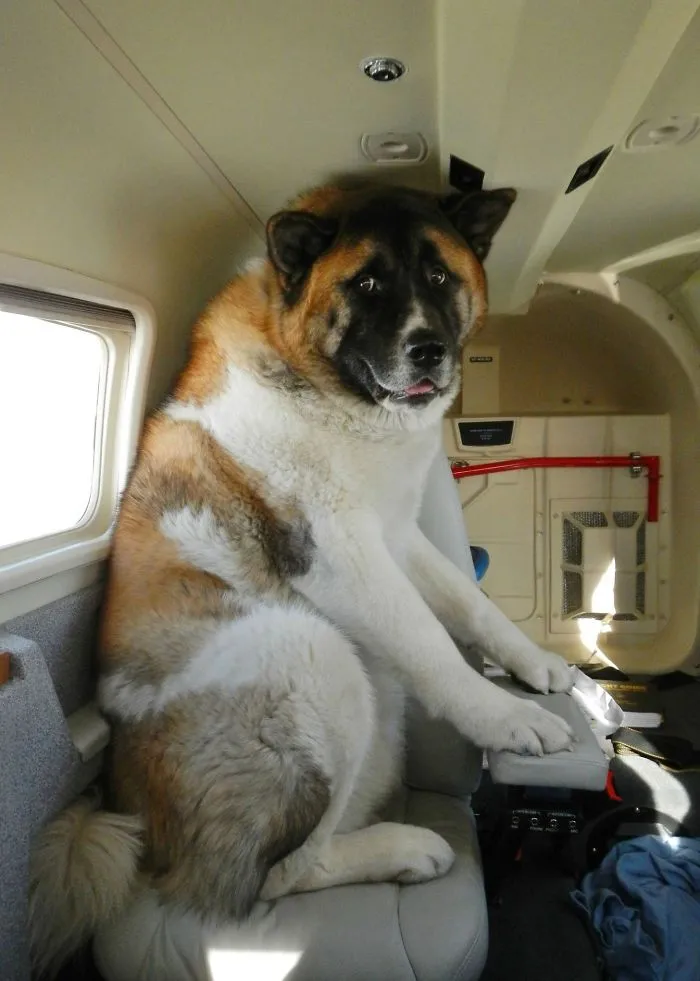 "But I'm Scared" Rocky's First Flight