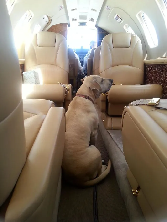 Me Tocó La Lotería Del Karma Y Recibí Un Vuelo Gratis En Jet Privado Para Sacar A Mi Perro Del Estado Debido A Una Mala Casa De Acogida