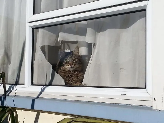 My Cat Is A Jerk. He's Looking Out The Hole He Tore In The Curtain