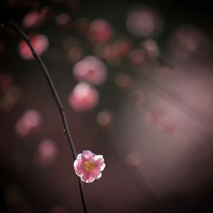 I Capture The Simple Beauty Of Nature In Japan