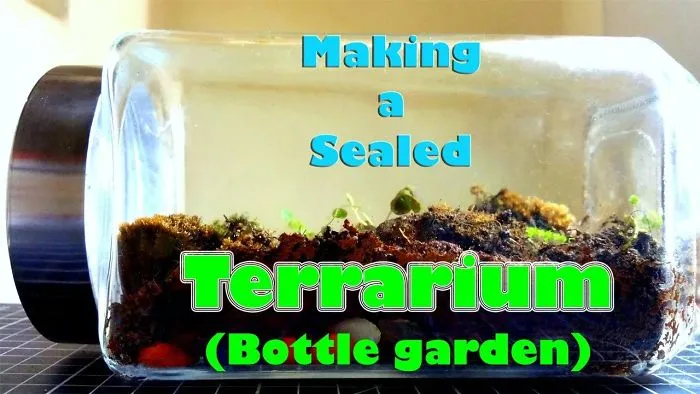 I Made A Bottle Garden (Closed Terrarium) Using A Spice Bottle...