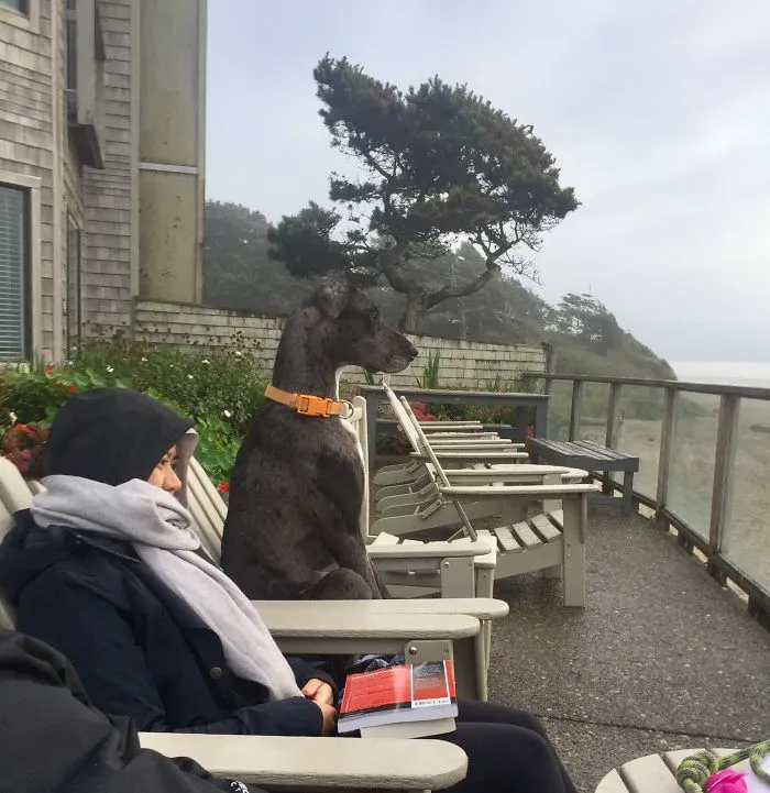 My Granddog Enjoying The Beach View.