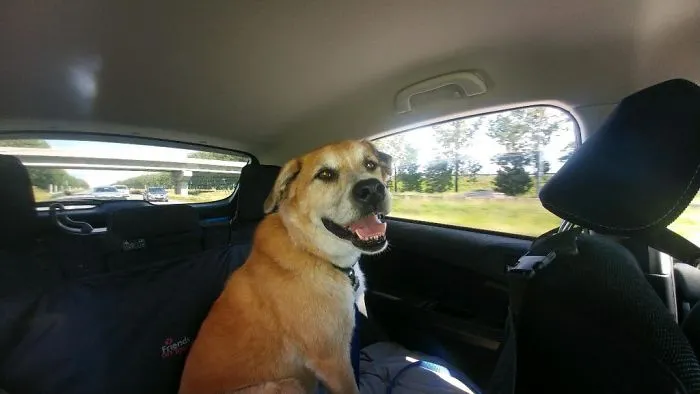 Billy, 9yrs, Ready To Go To His New Home.