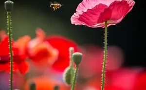 I Capture The Simple Beauty Of Nature In Japan