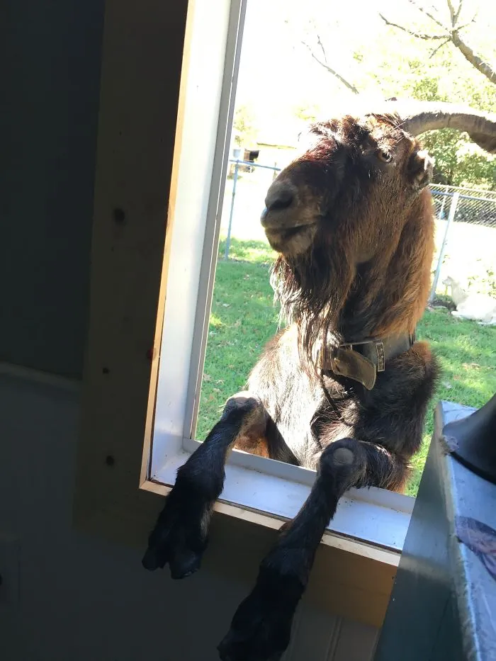 I Said “ Let Me In!”