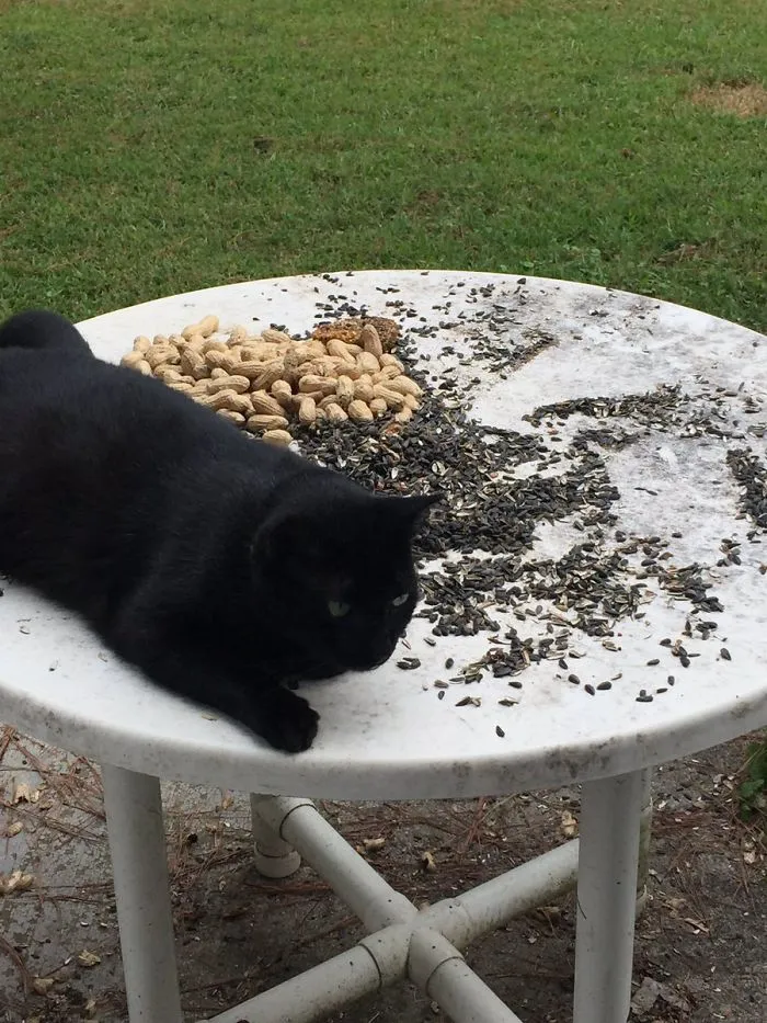 I Put Birdseed Bird Treats On This Table. My Cat Has Now Decided He Always Needs To Sleep There. My Cat Is A Jerk