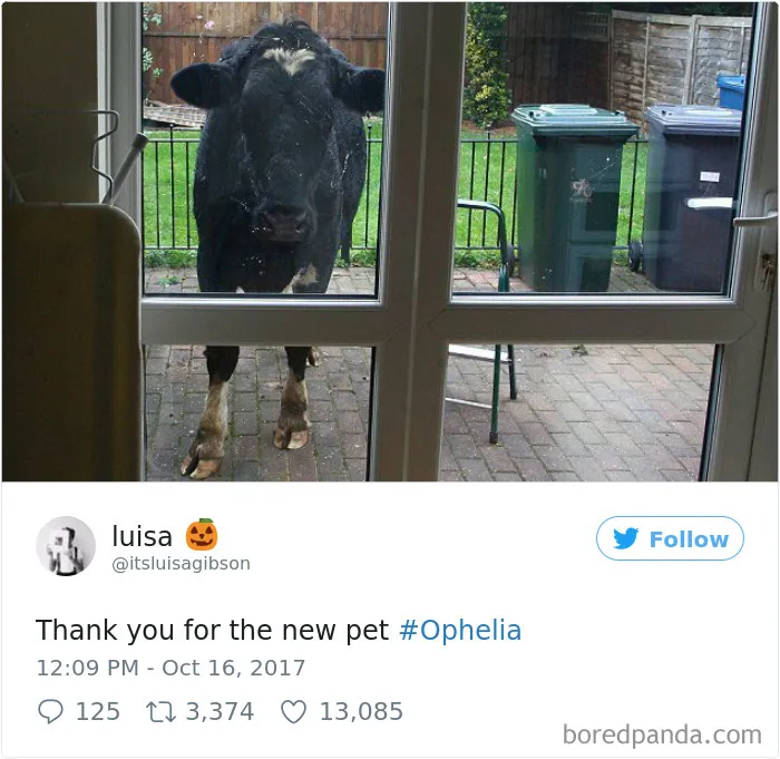 114 Hilarious Reactions To Hurricane Ophelia By Irish People That Prove They're The Craziest Country Ever