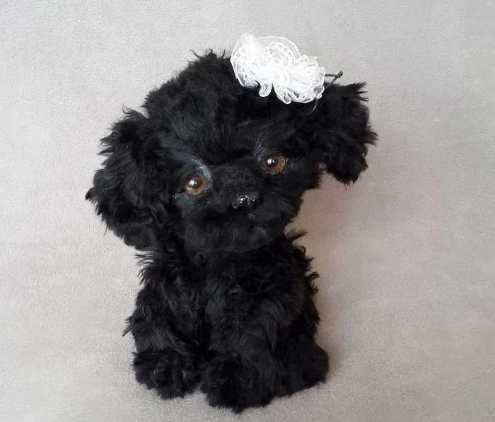 Amazing Warming Tenderness: 20 Furry Puppies, Kittens And Foxcubs Straight From Siberia