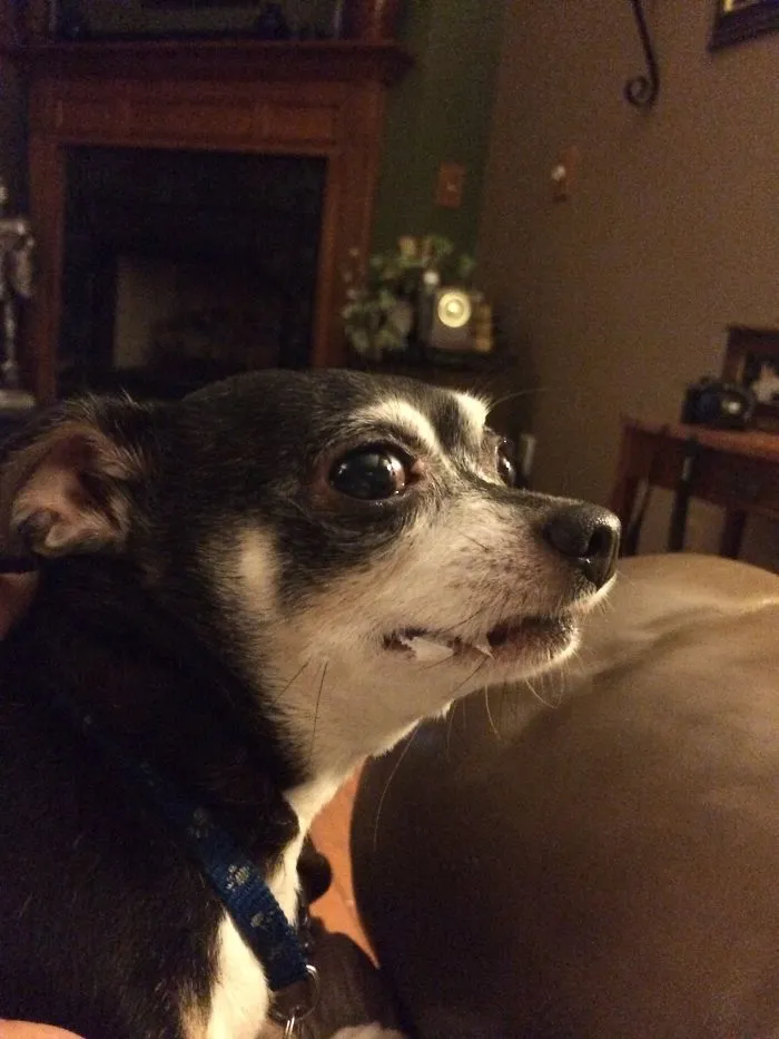 “Im Not The Asshole Who Just Dug A Napkin Out Of The Trash And Then Shredded It!”