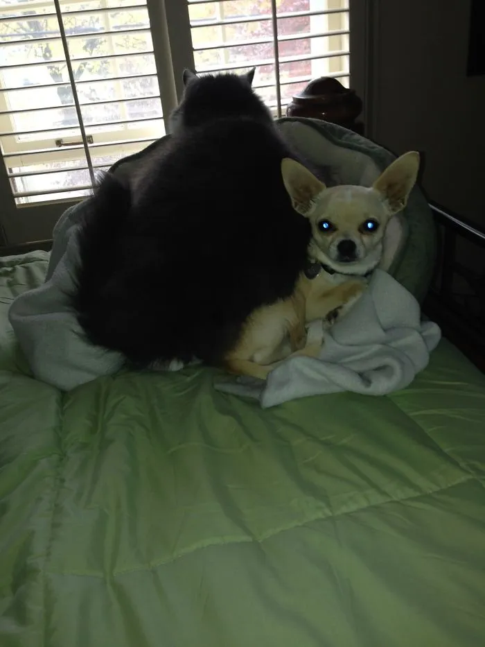 My Cat Is A Jerk