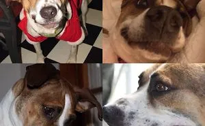 Rescue Animals Are The Best! Share Photos Of The Lives You Have Saved