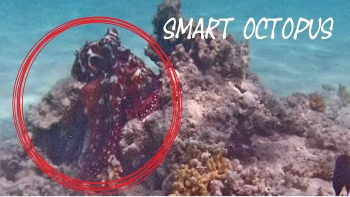 Amazing How This Smart Octopus Tries To Hide