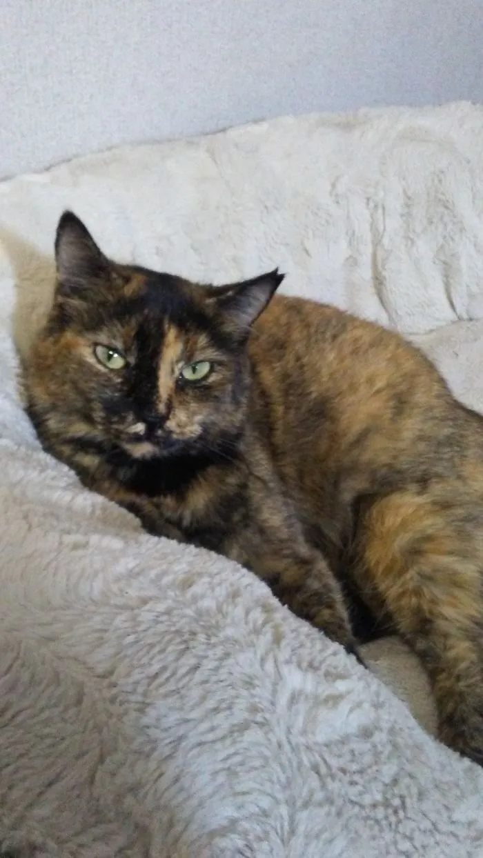 My Bed Now!  (At Least She Didn't Pee In The Dog's Bed Like The Other Cat)