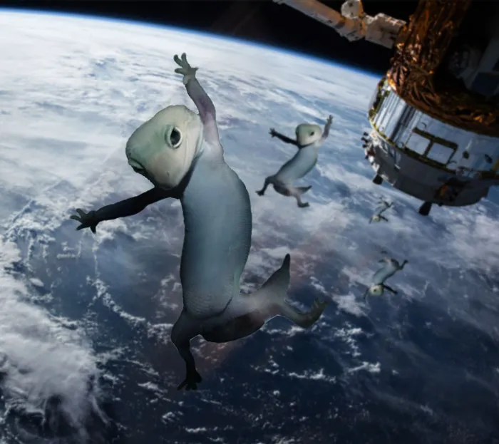 Gekos del espacio