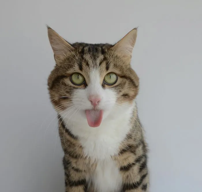 Meet Rexie, The Cat-King Of Bleps And Tongue Tricks