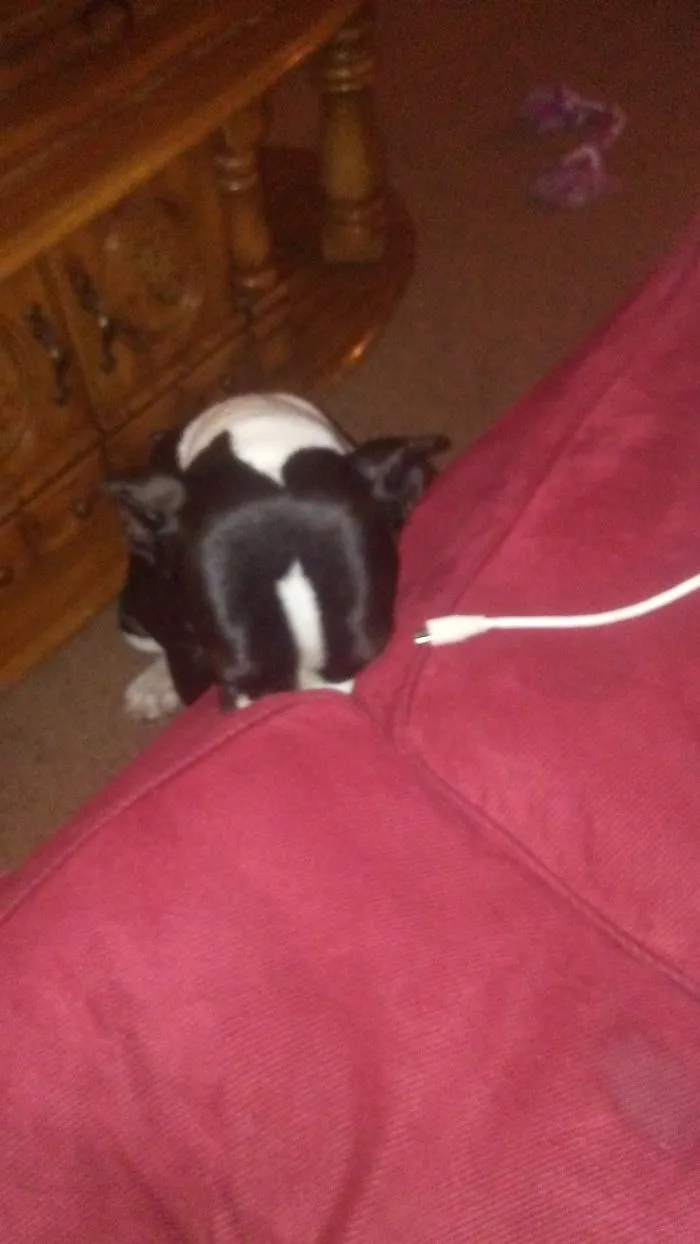I Told Her Not To Eat The Cell Phone Charger (Shes Already Chewed And Broken One) So She Buried Her Face In The Couch, In Shame