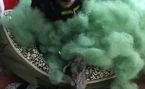 Share Pictures Of Your Pets Being Jerks