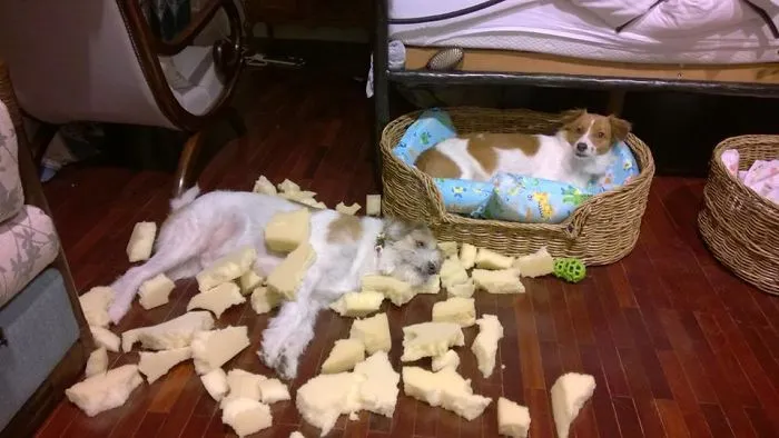 The Boy (On The Floor): We Don't Need Spare Mattress. Let's Get Rid Of It. The Girl: I Didn't Do Anything. I Was Good Girl In My Basket.
