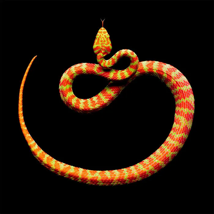 Photographer Gets Bitten By A Deadly Black Mamba, Still Manages To Finish The Photoshoot