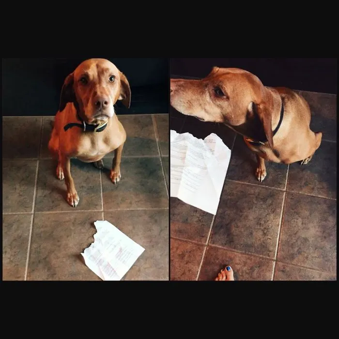 Went Back To University -- Is 37 Too Old To Say "The Dog Ate My Homework"?