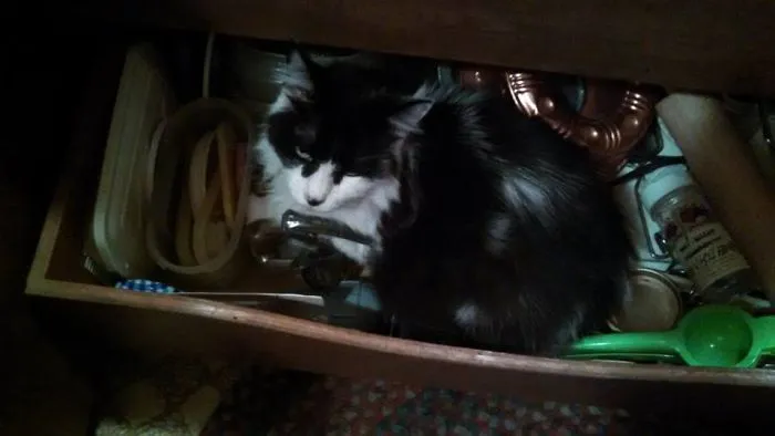 My Cat Is A Jerk...she Scared The Heck Out Of My When I Opened The Doors