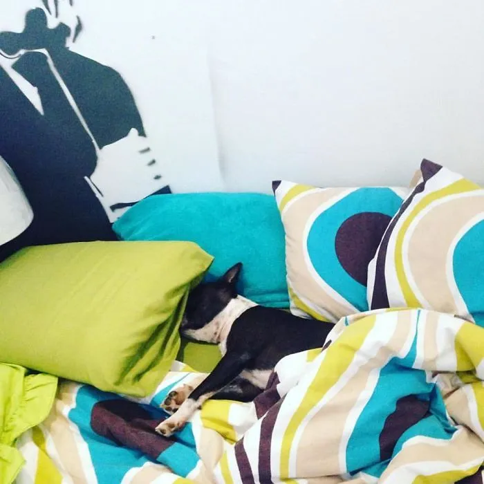 It's A Dog's Life
