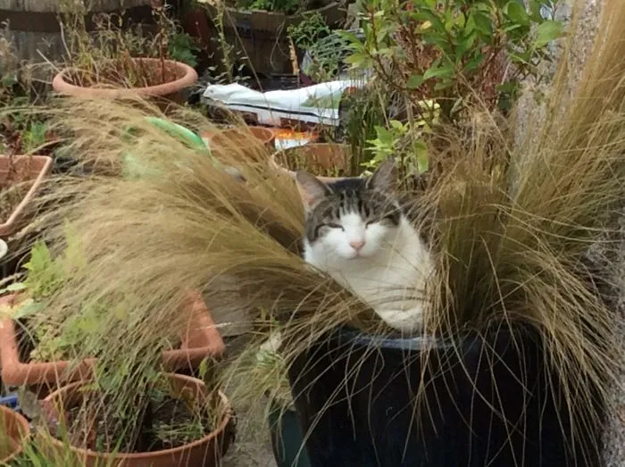 Podge In My Next Door Neighbour’s Garden, Looking Pretty Smug.