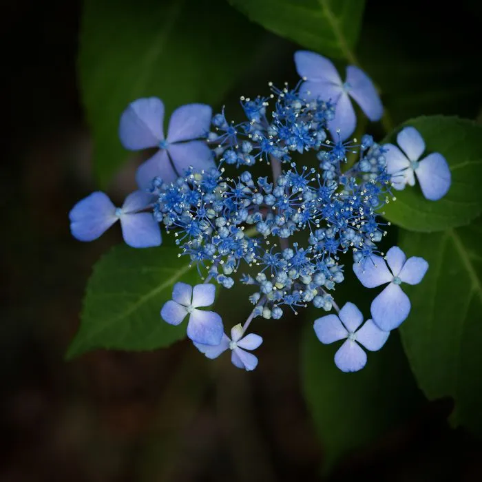 I Capture The Simple Beauty Of Nature In Japan
