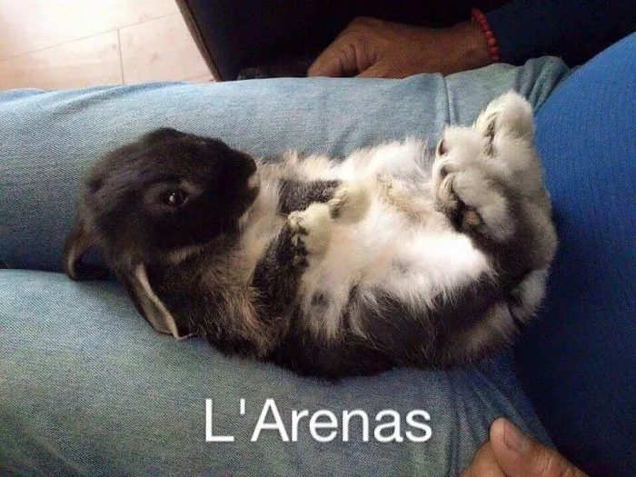 Spica, Quiere Mas Cosquillas.