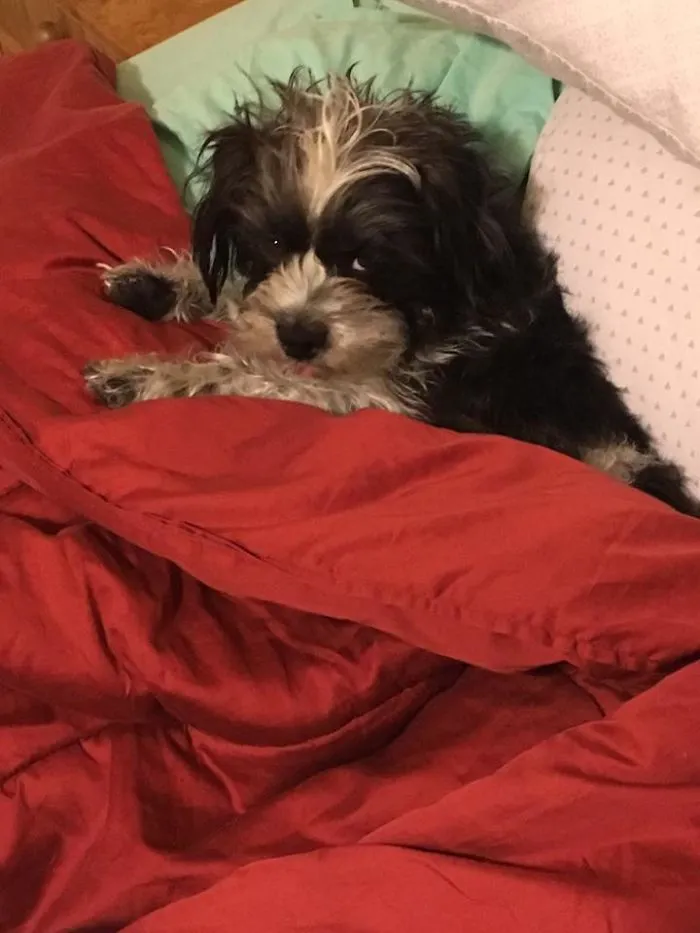 Snapdragon's Bedhead Level: Expert
