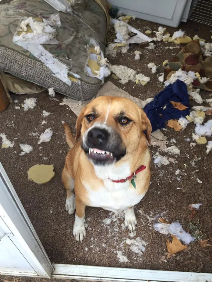 It Wasn't Me.