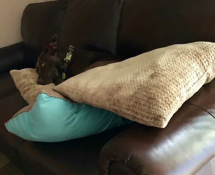 Shhhhh... I’m Trying To Nap Over Here!