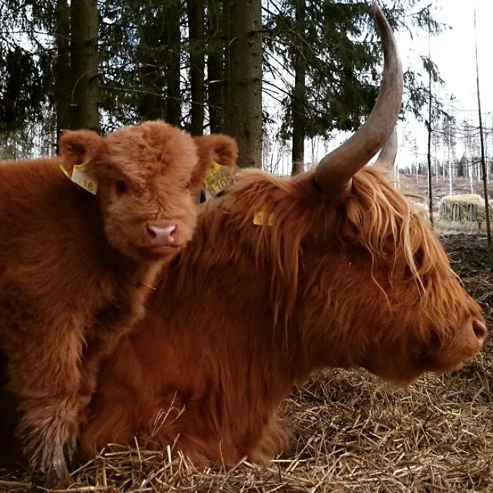 baby calf standing next to a mom calf 