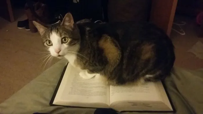 To You Will Give Me Attention Mom. Not Even Sorry.