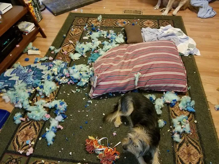 It Wasn't Me... I Didn't Do Noth'n.