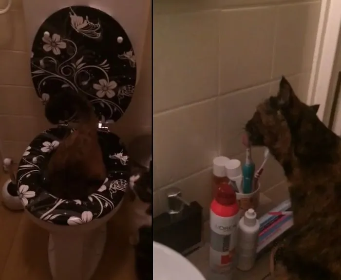 As If Bathing In The Toilet Wasn't Bad Enough