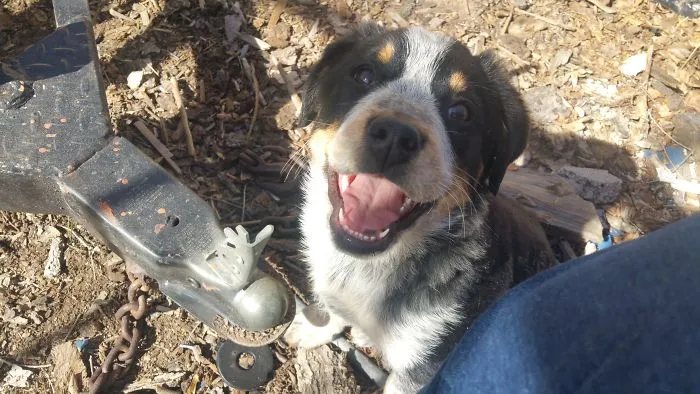 My Girl Diesel The Day I Brought Her Home