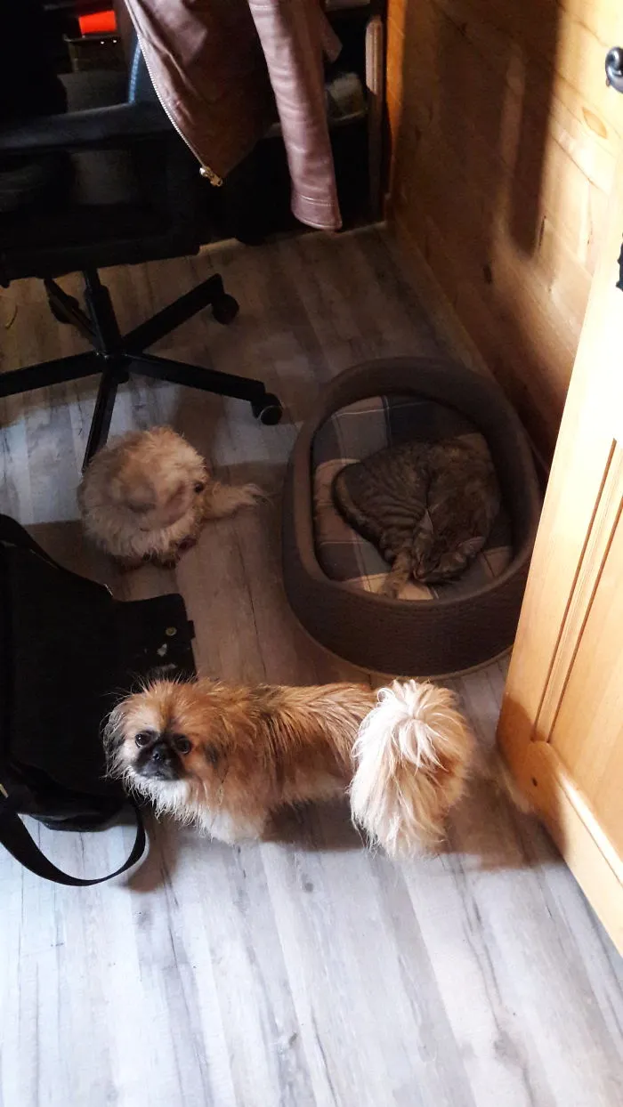 Who's The Boss ?
