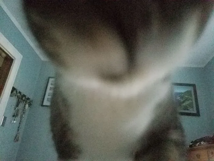 3am: My Teeny Tiny Cat Put His Teeny Tiny Mouth Next To My Teeny Tiny Eat And Roared. Jerk