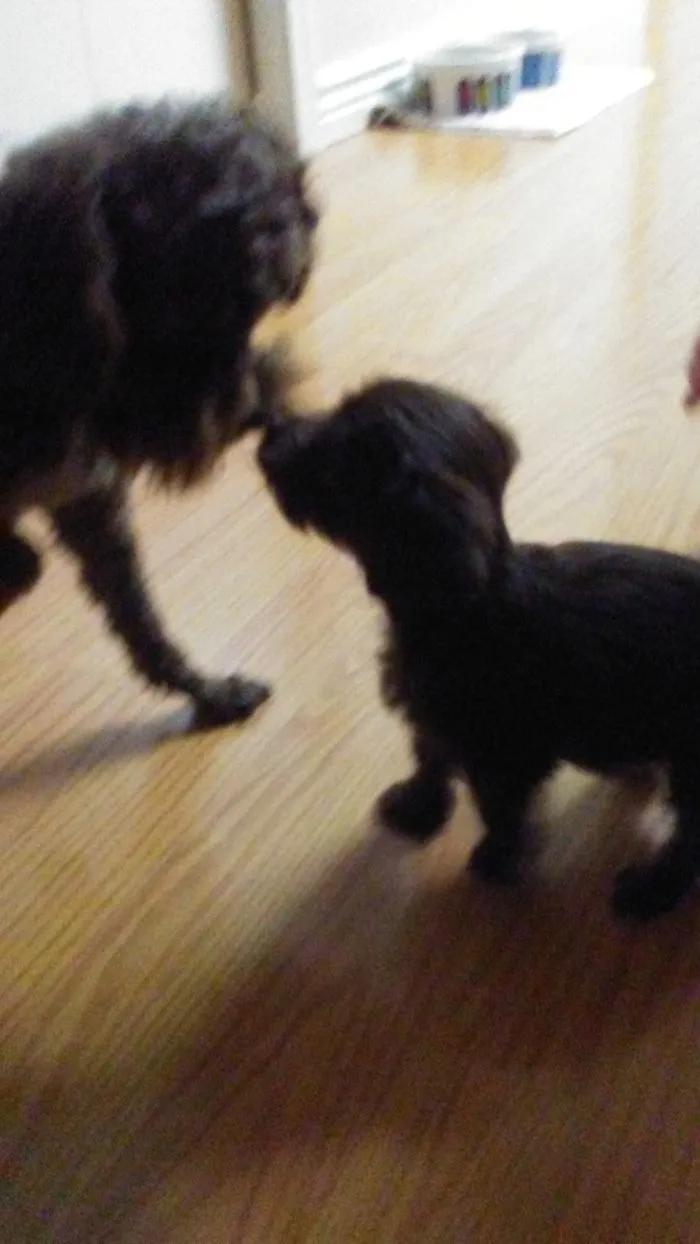 Only A Couple Minutes After, He(Left) Peed On The New Puppies(Right) Head