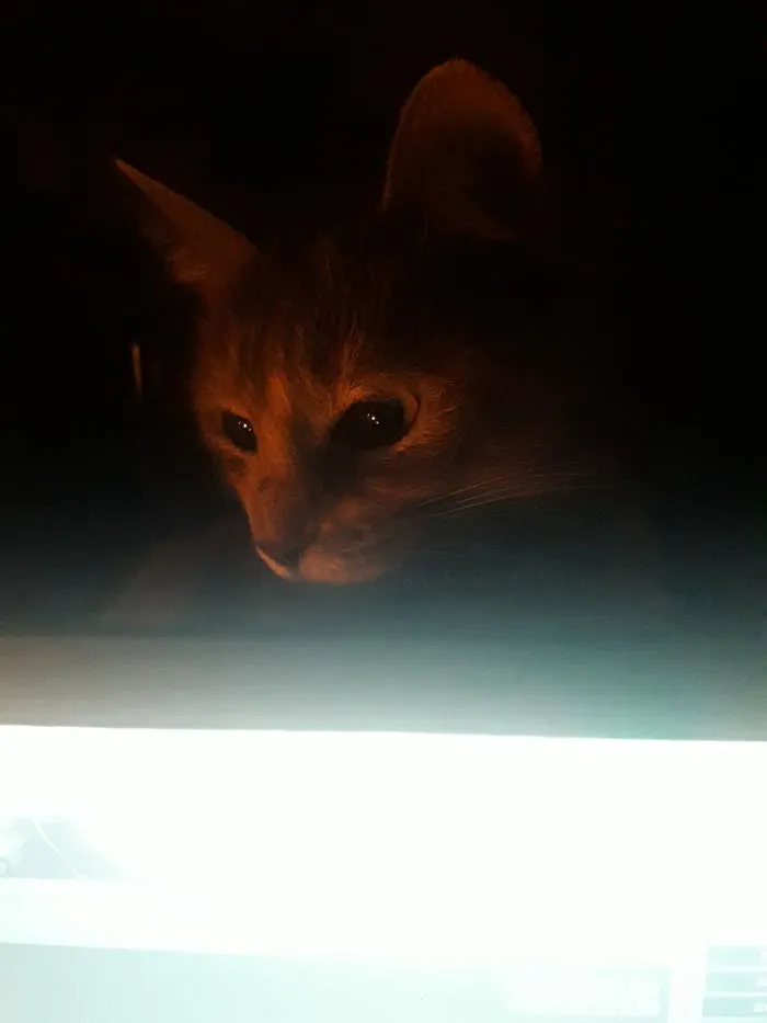 Mina Judges You While You're In The Computer..