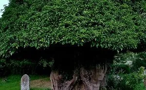 63 Trees That Look Like Something Else And Will Make You Look Twice